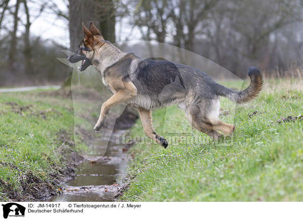 Deutscher Schferhund / German Shepherd / JM-14917