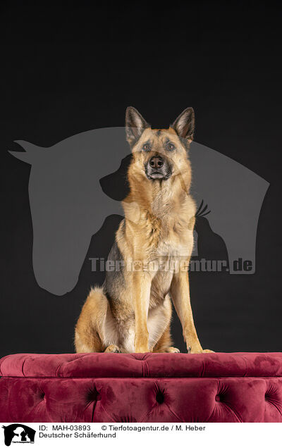 Deutscher Schferhund / German Shepherd / MAH-03893