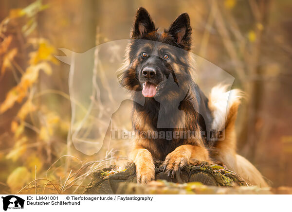 Deutscher Schferhund / LM-01001