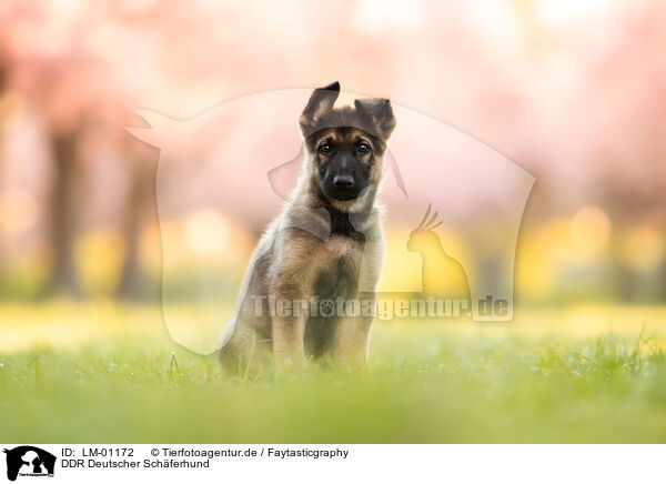 DDR Deutscher Schferhund / GDR German Shepherd / LM-01172