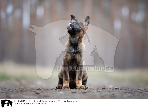 DDR Deutscher Schferhund / LM-01194