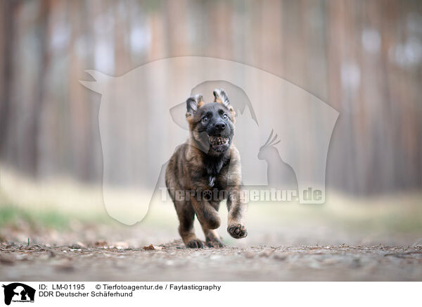 DDR Deutscher Schferhund / LM-01195
