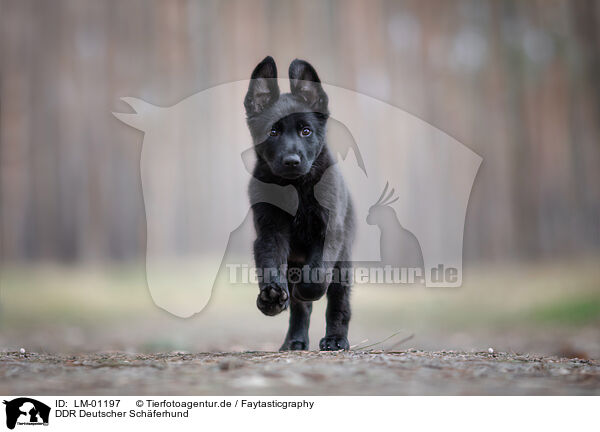 DDR Deutscher Schferhund / LM-01197