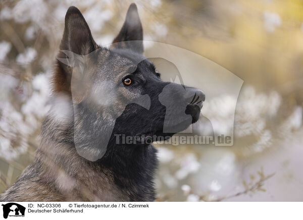 Deutscher Schferhund / German Shepherd / NC-03306