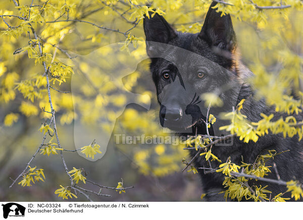 Deutscher Schferhund / German Shepherd / NC-03324