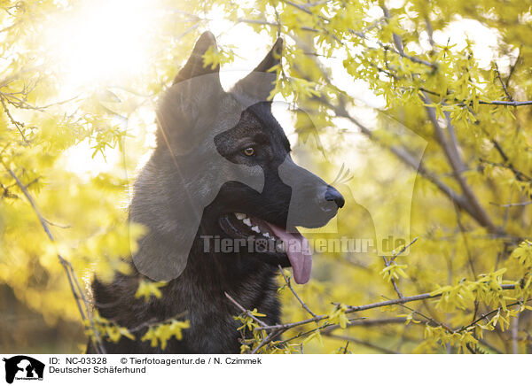 Deutscher Schferhund / German Shepherd / NC-03328