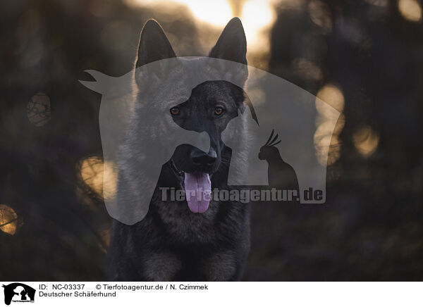 Deutscher Schferhund / German Shepherd / NC-03337