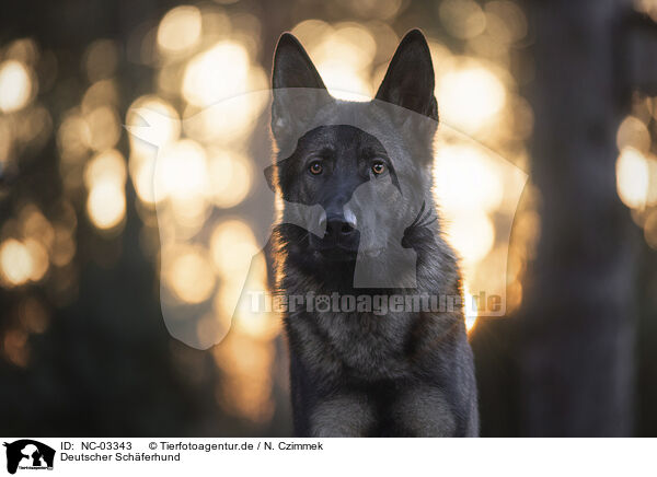 Deutscher Schferhund / German Shepherd / NC-03343