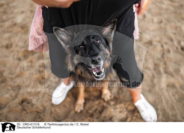 Deutscher Schferhund / German Shepherd / CRO-01316