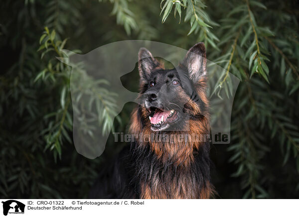 Deutscher Schferhund / German Shepherd / CRO-01322