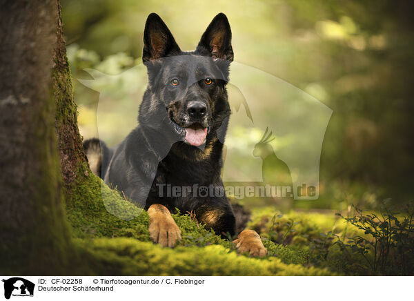 Deutscher Schferhund / German Shepherd / CF-02258