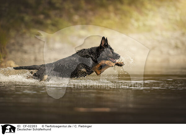 Deutscher Schferhund / German Shepherd / CF-02263