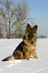 Schferhund im Schnee