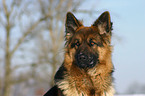 Schferhund Portrait