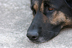 Schferhund Portrait