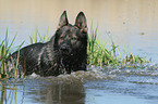 Deutscher Schferhund im Wasser