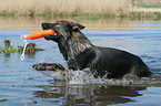 Deutscher Schferhund im Wasser