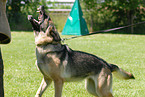 Schutzhundesport