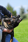 Deutscher Schferhund beim Schutzhundsport