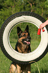 Deutscher Schferhund Portrait