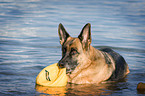 spielender Deutscher Schferhund