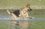 rennender Deutscher Schferhund