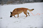 laufender Deutscher Schferhund