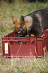 Deutscher Schferhund Welpe spielt mit Wasser in einer Kiste