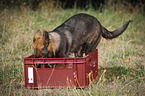 Deutscher Schferhund Welpe spielt mit Wasser in einer Kiste