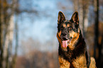 Deutscher Schferhund Portrait