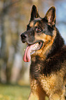 Deutscher Schferhund Portrait