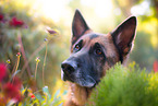 Deutscher Schferhund Portrait