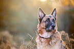 Deutscher Schferhund Portrait