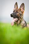 Deutscher Schferhund liegt im Gras