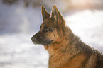 Deutscher Schferhund Portrait