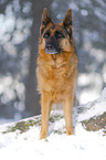 Deutscher Schferhund steht im Schnee