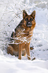Deutscher Schferhund sitzt im Schnee