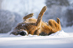 Deutscher Schferhund wlzt sich im Schnee