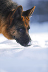 Deutscher Schferhund Portrait