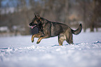 Deutscher Schferhund rennt durch den Schnee