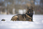 Deutscher Schferhund liegt im Schnee