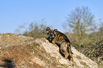 kletternder Deutscher Schferhund Welpe