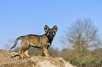 stehender Deutscher Schferhund Welpe
