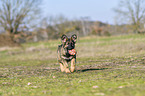 rennender Deutscher Schferhund Welpe