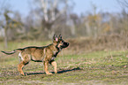 laufender Deutscher Schferhund Welpe