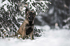 junger Deutscher Schferhund im Schnee