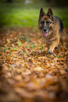 Deutscher Schferhund Hndin im Herbst