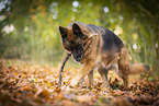 Deutscher Schferhund Hndin im Herbst