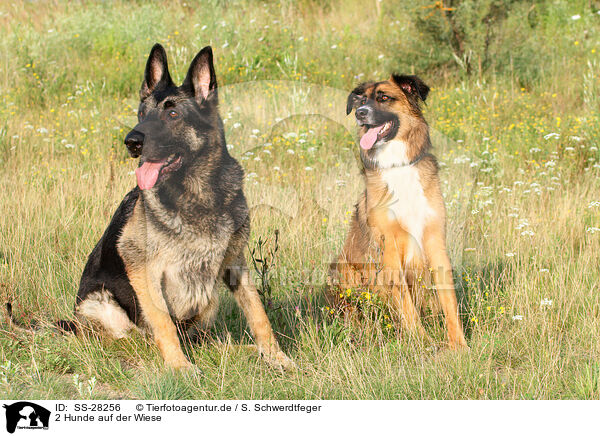 2 Hunde / 2 dogs / SS-28256