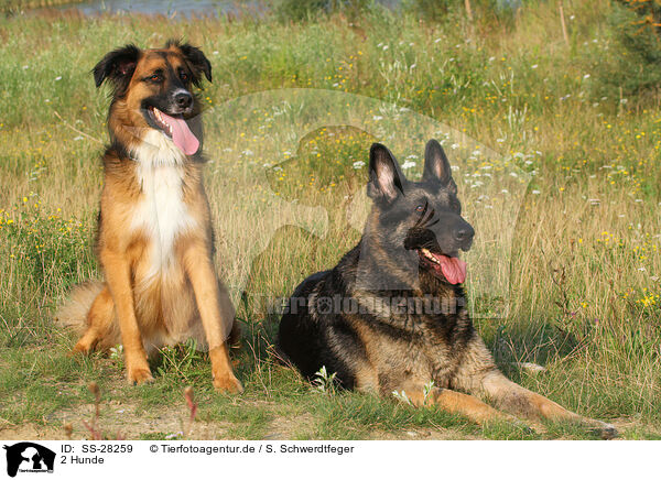 2 Hunde / 2 dogs / SS-28259